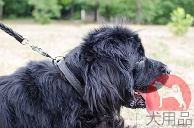犬　レザー　カラー　二つの使い方