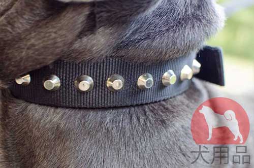 ナポリタンマスティフ用ピラミッド付き首輪