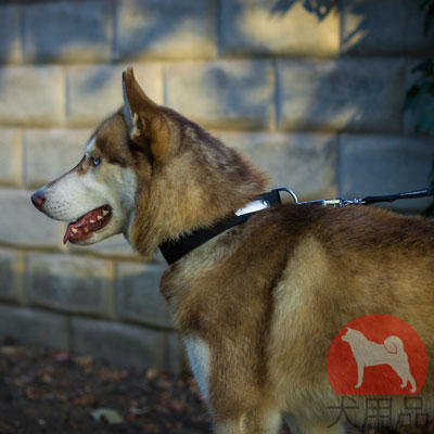 シベリアンハスキー向け首輪　ナイロン製