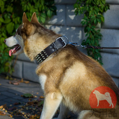 シベリアンハスキー　首輪　かっこいいスパイク付き！