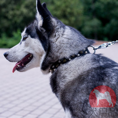 シベリアンハスキー　首輪　革製　スタッズ付き　おしゃれなデザイン