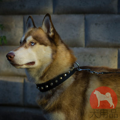 大型犬　首輪　黒のナイロン製　ピラミッド型の装飾付き