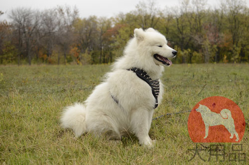 大型犬用ハーネス　かっこいいスパイク付