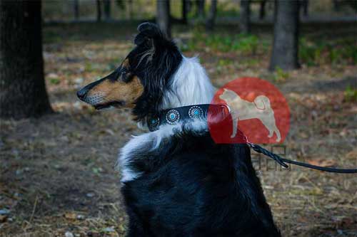 ボーダーコリー　おしゃれ首輪