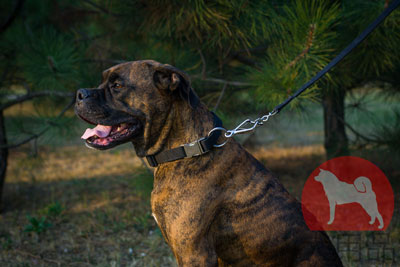 大型犬　首輪　ナイロン　クイックリリースバックル付