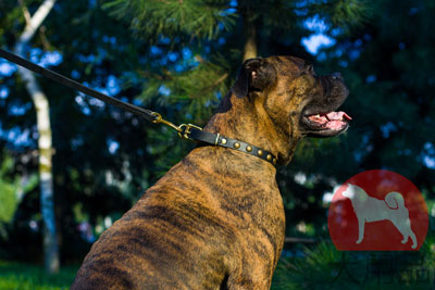 大型犬用本革製首輪　ナチュラル色