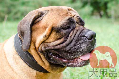 ブルマスティフ　首輪