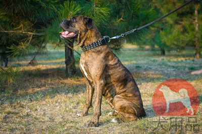 大型犬用首輪　かっこいいスタイル