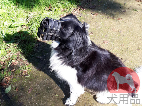 コリー用本革製口輪