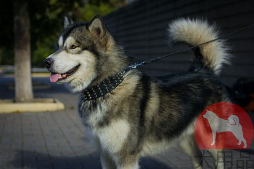 大型犬用首輪　幅広いデザイン