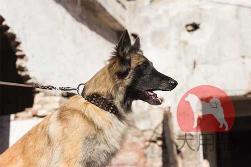 タービュレン　首輪(ミックススタッズ)