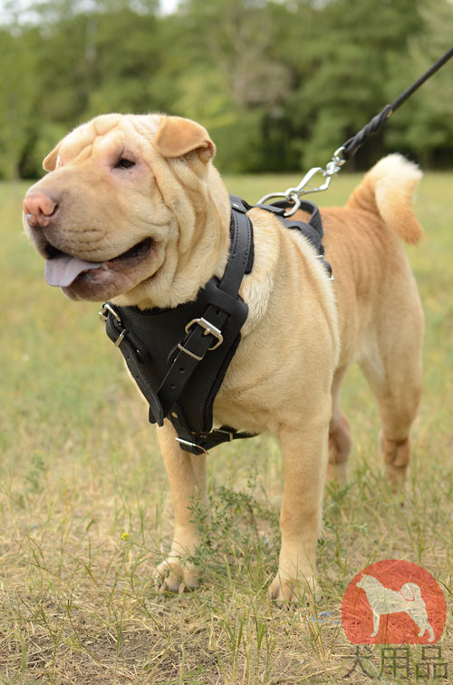 シャーペイ用本革製ハーネス　