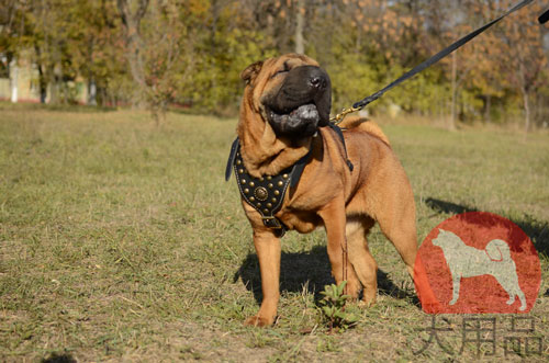 大型犬向けのコンチョ付ハーネス