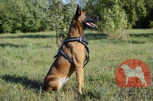 マリノア用ハーネス　有刺鉄線柄