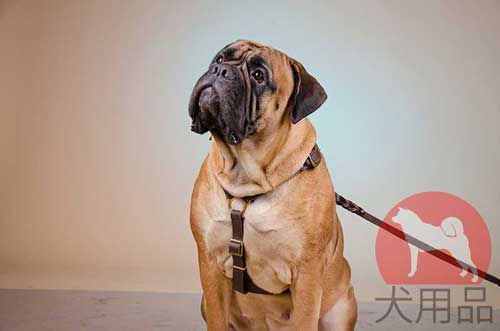 大型犬　ハーネス(軽量)