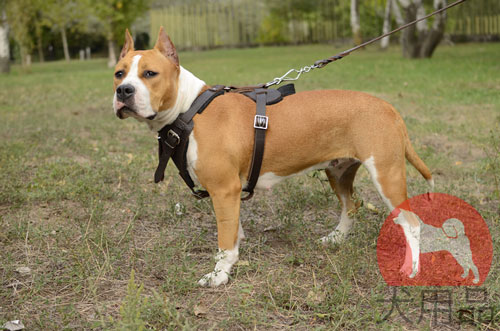 大型犬用ハーネス　力強い犬用