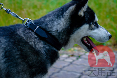 ハスキー　首輪　柔らかい裏地付き