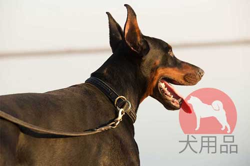 ドーベルマン　ダブルレザーチョーク