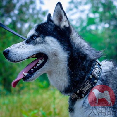 シベリアンハスキー　首輪　上質なレザー製　おしゃれなニッケル製プレート付き