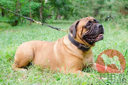 ブルマスティフ　首輪(ナッパ裏地)