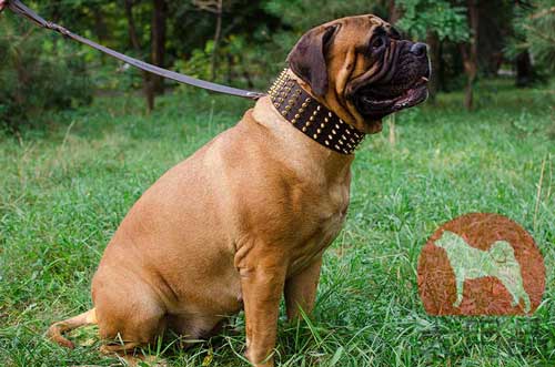 ブルマスティフ　首輪(幅広)