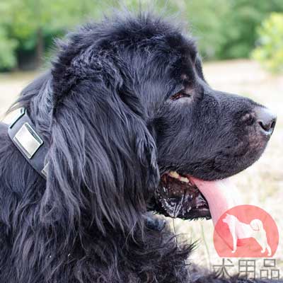 ニューファンドランド　レザーカラー　おしゃれな装飾付き