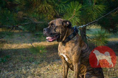 大型犬用首輪　オリジナルプレート金具付