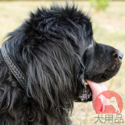 ニューファンドランド　首輪　三つ編み付き　毛に優しい