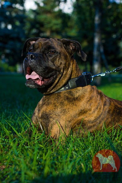 かっこいい本革製首輪　プレート付