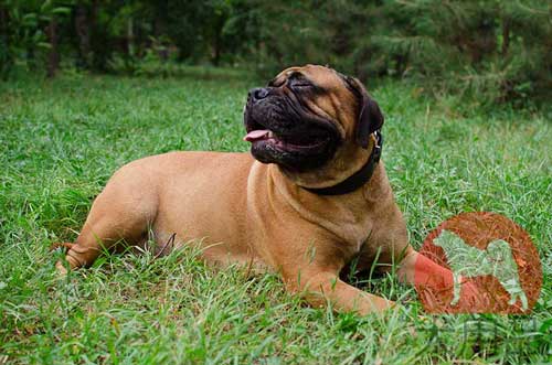 ブルマスティフ　首輪(フェルトの裏地付)