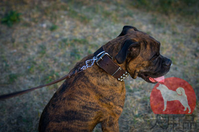 大型犬用幅広首輪　かっこいいスタイル