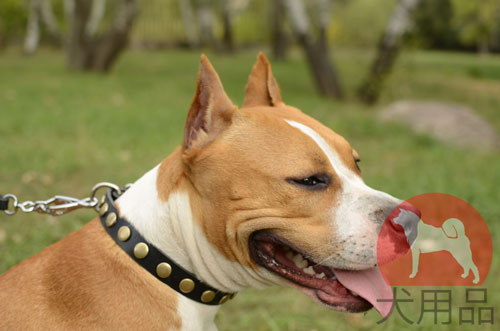 大型犬　首輪　お勧め！