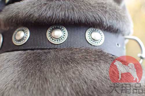 ナポリタンマスティフ用ナイロン首輪