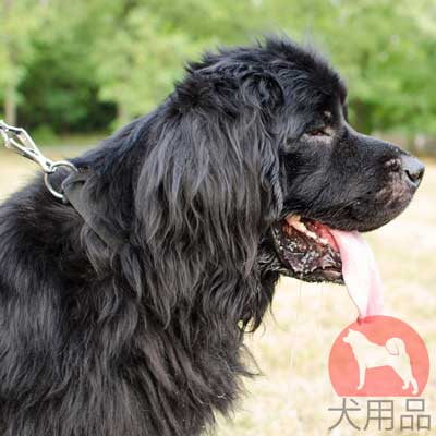 ニューファンドランド　日常散歩　首輪　ナイロン製　クイックロックバックル付き