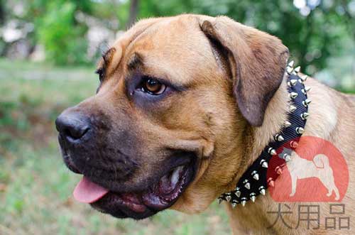 カネコルソ用ナイロン首輪