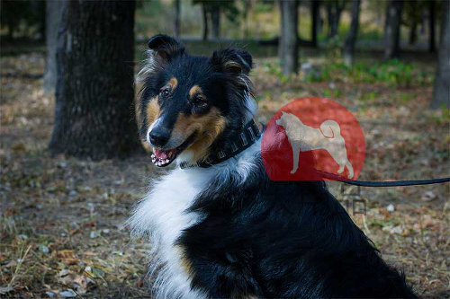 ボーダーコリー用縦プレート付首輪