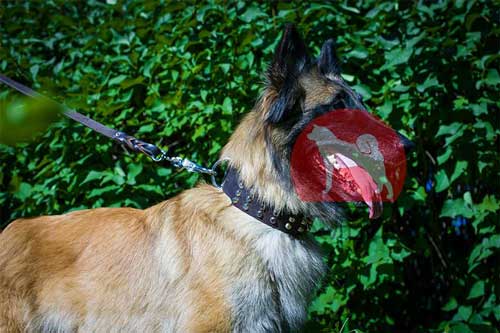 シェパード　幅広首輪(4連ピラミッド)