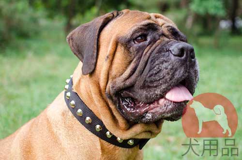 ブルマスティフ　首輪(ナイロン)