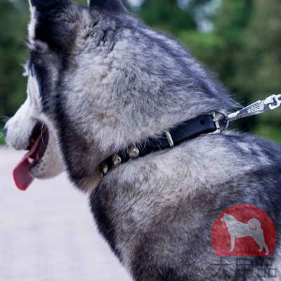 大型犬の首輪　丸型スタッズ付き　上質なレザー製