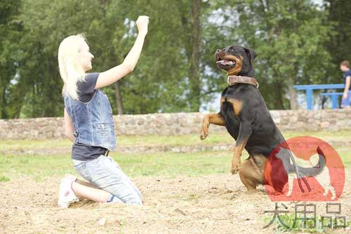 ロットワイラー　首輪(ダブルレザー)