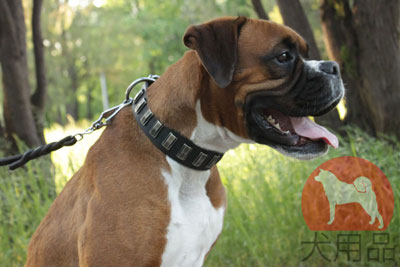 大型犬用首輪　縦プレート付