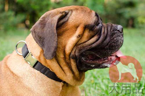 ブルマスティフ　首輪(ナイロン)