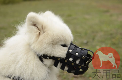 サモエド用本革製口輪