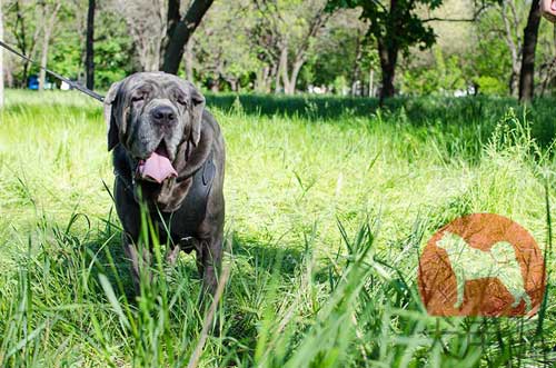 ナポリタンマスティフの訓練用ハーネス