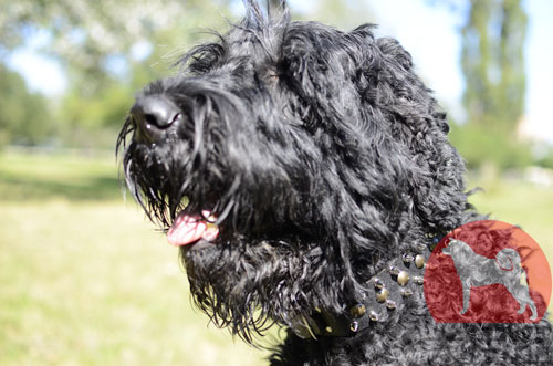 大型犬用首輪　かっこいいスパイク