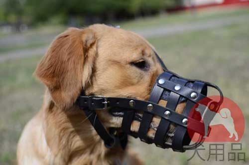 ゴールデンレトリバー　口輪