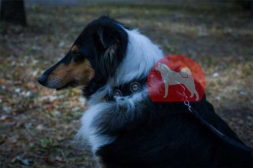 ボーダーコリー　可愛いナイロン首輪