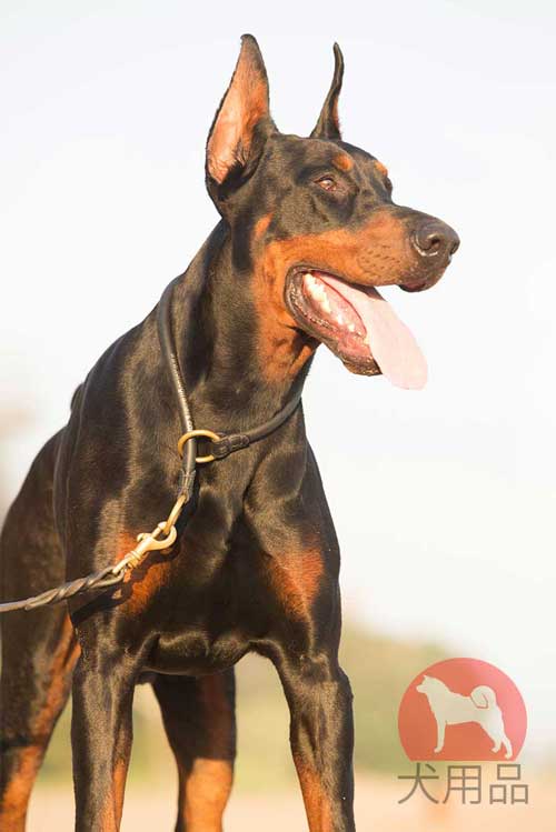 ドーベルマン用丸打ちチョーク(12mm)