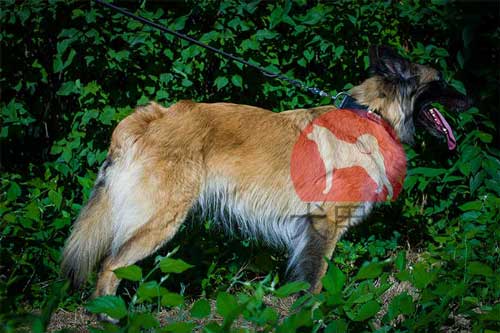 大型犬用ネームプレート首輪