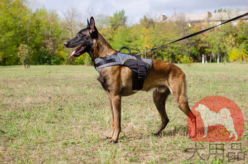 大型犬向けの防寒対策(ナイロンベスト)